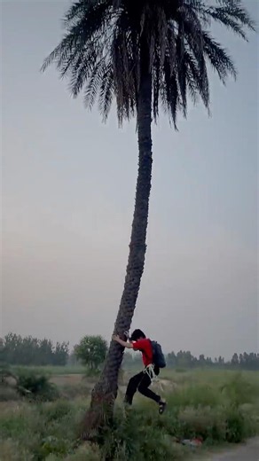 Measuring a Tree Without Climbing It! 🌳🤯