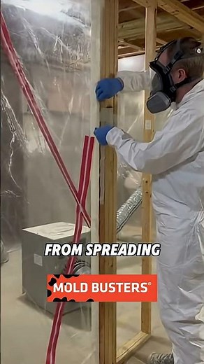A Day in the Life of a Mold Remediation Technician 🛠️🦠 | Safe Basement Mold Removal