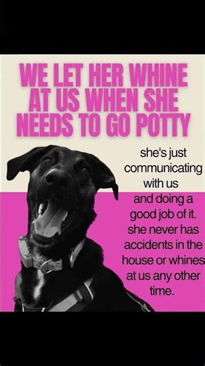 seven controversial things I let my dog do as a young dog owner #collegestudent #dog #controversy