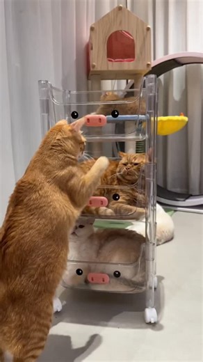 AnimalX_USA on Instagram: "CuteCats 😸 This is the cutest video you'll see today! Watch as our fluffy white kitty tries to join the orange cats in their three-tier metal bunk bed, but there's absolutely no room! The bottom two cats, already cozy and dressed in their sweaters, are NOT happy about the intruder. 😂 It's a hilarious cat stacking challenge #FunnyCats #CuteCats #CuteDog #CatLife #CatVideos Vira"