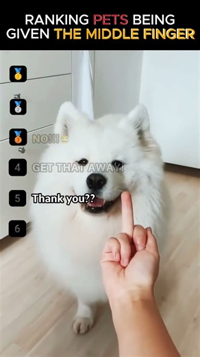 ranking dogs vs. the middle finger 😹