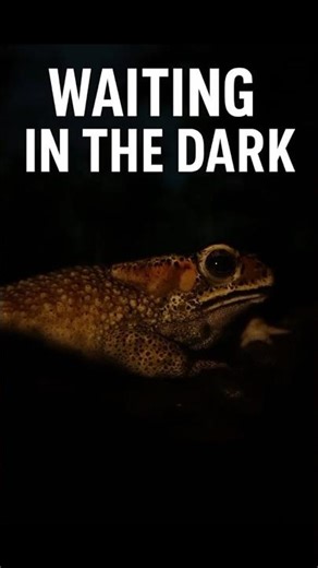 Silent Night Hunter 🐸 | Frog Waiting in the Dark #frog #wildlife #nature