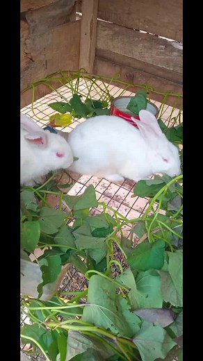 Jo paul (@jo.paul14)’s videos with