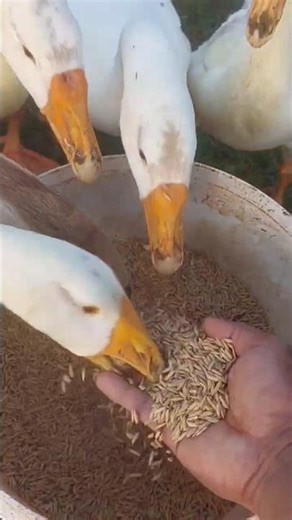 Feeding Time Frenzy! Happy Ducks by the Pond 🐥💦