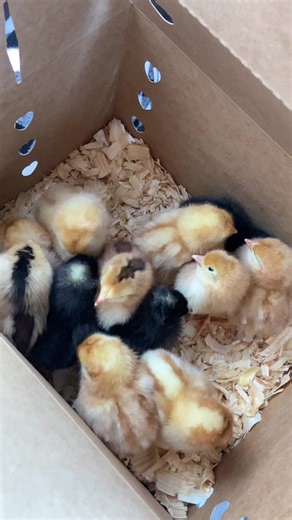 canning (@rebelcanner1)’s videos with original sound - canning