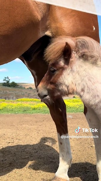 The Unlikely Bromance Between a Big Stallion and a Mini