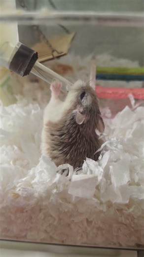 鼠鼠喝水的样子可爱到~！！！😍 #hamster #pets #萌宠 ##instahams #instapet #仓鼠 #instagram #宠物 #cute