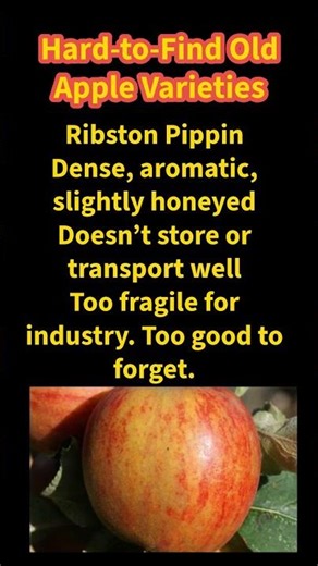 Ribston Pippin Hard-to-Find Old Apple Varieties
