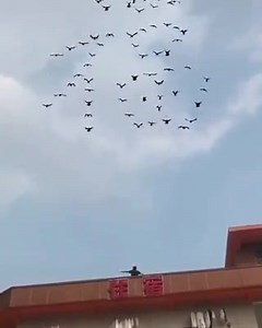 71K views · 2.8K shares | Pigeon❤️ dance | Pigeon | Facebook