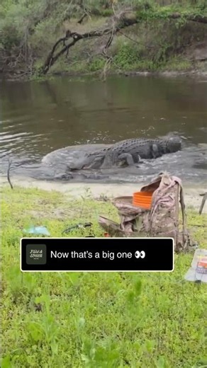 Gator Swallows Turtle Off His Fishing Line 😳