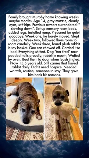 Family Takes In Hospice Dog And He Comes Alive