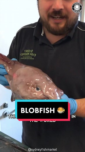 Discover the Fascinating World of Blobfish: Are They Truly the UGLIEST Animals?