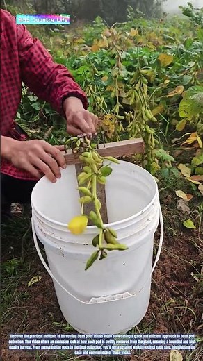 Efficient Bean Pod Harvesting: Techniques for Quick Bean Pod Removal
