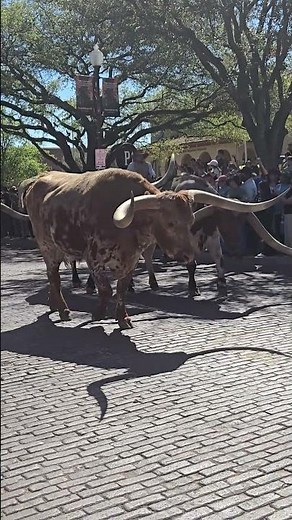 TX Longhorn Cattle Drive In Fort Worth #kathleenmadigan #madiganspubcast #longhorns #cowboys