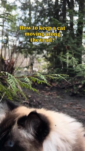 2.9K views · 289 reactions | How to keep a cat moving along a trail?  For us now it’s all in the voice and verbal reward! She gets motivated on her adventures by the sound of her human cheerleaders  Willow Goose and her floofy pantaloons explores the mossy river  Love how she gets the zoomies when she’s near moving water 凉 | Willow the Adventure Floof | Facebook
