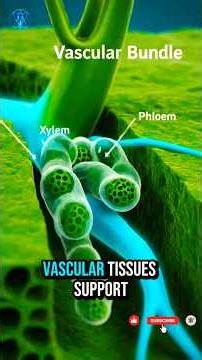 Phototropism and Gravitropism: The Secret Language of Plant Growth 🌿 - Inside Everything Science!