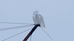 Snowy Owl Hunting Winter Wildlife Birds Stock Footage SBV-321377526 - Storyblocks