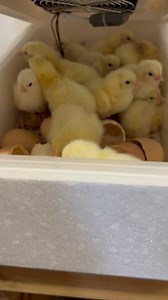 12 comments | Can you hear all the little chirps? We recently created a WhatsApp group where anyone could join, and we take you through the process of how to use our machines and how to hatch! We explained terms like fertile eggs, candling and cleaning your machine. This is the result of our hatch. What do you think, too cute for words right? | Delta Incubators | Facebook