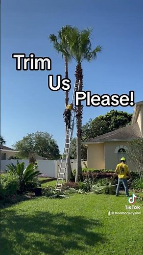 How To Know When To Trim Your Palm Trees