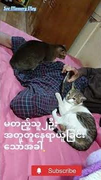 မတည့်ကြသူကြီး၂ဦး#cat #cutecat #pets #ကြောင်