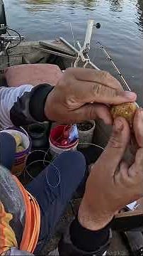 PASSO a PASSO de COMO PESCAR as CARANHAS! #esportiva #pescaria #fishing #pesca #valeugalera #peixe