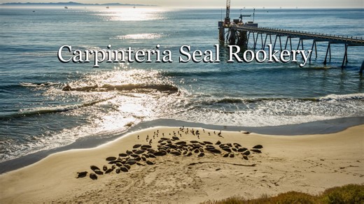 Carpinteria Seal Rookery Long