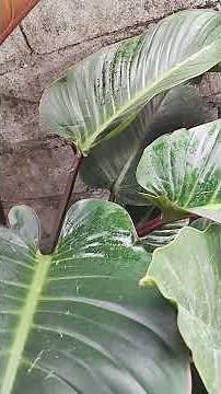 WHY OLDEST RED CONGO SHOULD BE PROPAGATED AND PRESERVED! #plants #indigenousplants #houseplants