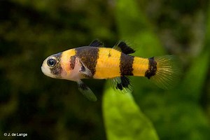 Brachygobius xanthozona - Bijtje - AquaInfo