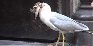 A seagull pecked a pigeon to death and then ate it in one