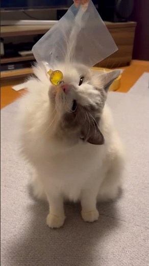 パン食い競争猫 #cat #ラグドール #こげぱん