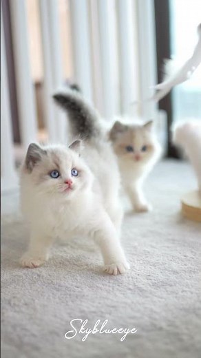 These ragdoll kittens are furry and very lively and cute #ragdollcattery #ragdollbreeder #kitten