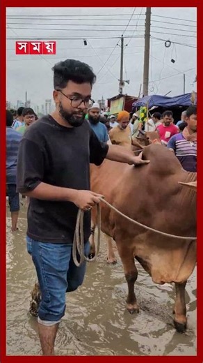 বৃষ্টিতে বিপর্যস্ত দিয়াবাড়ি পশুর হাট #qurbanieid #qurbanihaat #qurbani #somoytv #shorts