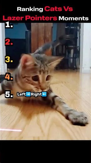 Cats vs Lasers 🔴😹 Wild Reactions