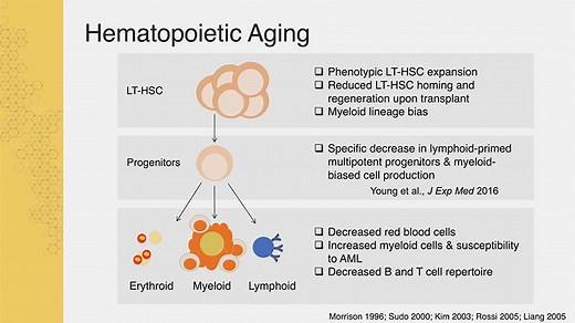 VIDEO: Drivers of Hematopoietic Stem Cell Aging with Jennifer Trowbridge - Sanford Stem Cell Symposium