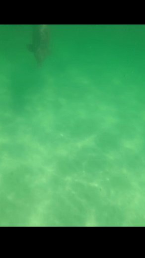 1.9K views · 32 reactions | Beautiful things #shellislanddolphintours #pcb #shells #dolphins #PanamaCityBeach #beachday #vacations #travel #winterbreak #springbreak2024 #summervibes #trend #fypシ゚ #fypシ゚viralシ #foryou | Shell Island Dolphin Tours LLC | Facebook