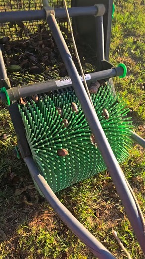 Harvesting pecans #pecans #HarvestSeason #harvesttime | Cessna Lequigan Bunton