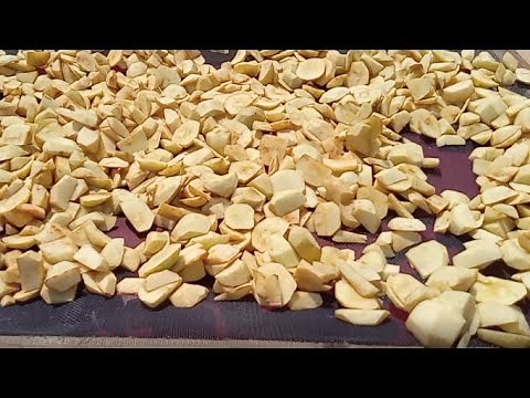 Drying Apples, the old-fashioned way.