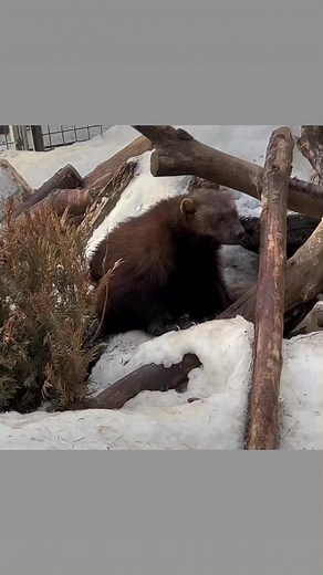 5.9K views · 243 reactions | If you haven’t seen the Alaska Zoo’s wolverine kit brother trio and their parents Olga and Jumbo, plan your visit soon! They were born in February and will reach adult size at about one year of age, so these moments of kit cuteness will be fleeting ♥️ Zookeeper Taleah Goodwin | The Alaska Zoo | Facebook