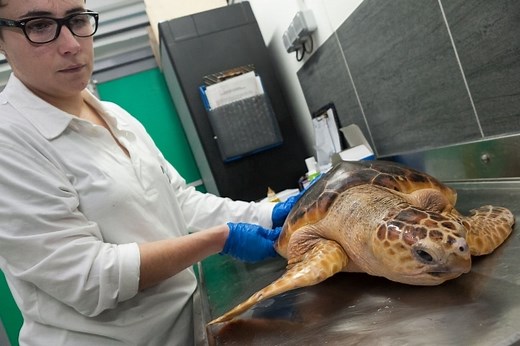 Biologiste marin - Fiche métier (salaire, formation, qualités requises…) - Le Parisien Etudiant