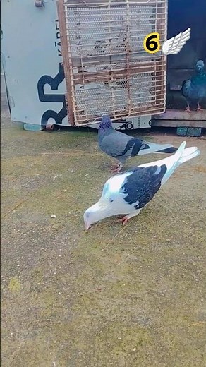 pigeon nesting 🪹#pigeon #shorts