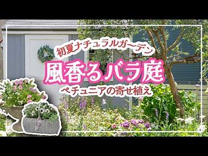 バラ香る初夏の庭🌿ペチュニア寄せ植え🌿咲き始めた薔薇と宿根草🌹小屋のDIY塗装 #ガーデニング #薔薇