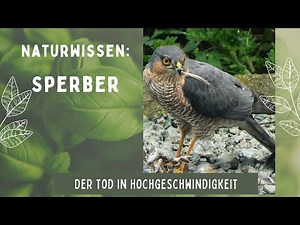 Naturwissen: Sperber - ein spektakulärer Jäger
