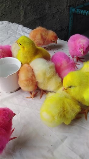 chicken for colourful chicks