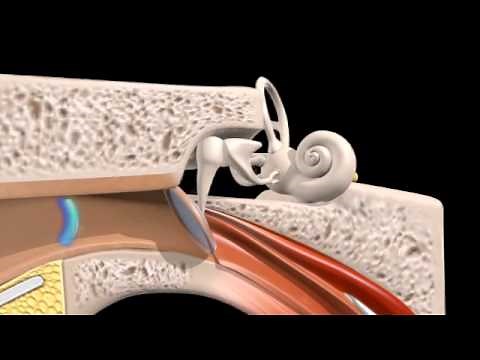 Ear Simulation
