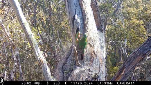 203K views · 5K reactions | Good news for swifties! Swift parrot...