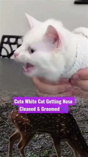 Cute White Cat Getting Nose Cleaned & Groomed 🐾