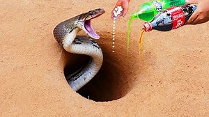 6K views · 20 reactions | Coca Cola, Fanta, Mentos Catch Three Python Snakes in Underground _ Experiment_ Snake Vs Coca Cola | Creator | Facebook
