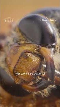 When the desert blooms, this bee emerges into a chaotic mating frenzy #SecretsOfTheBees