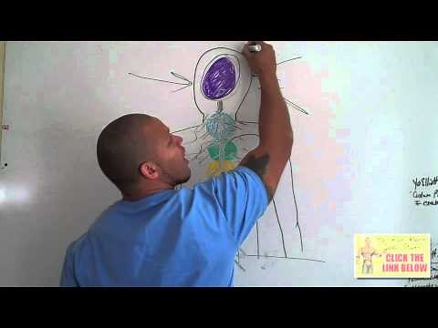 How To Fix Your Posture (the truth)