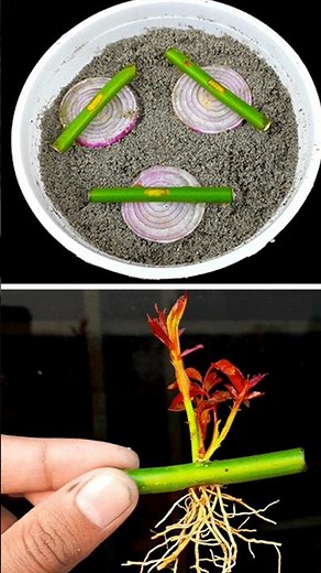 Best & easy method for growing rose plant from cuttings || How to grow rose plant #reels #gardening